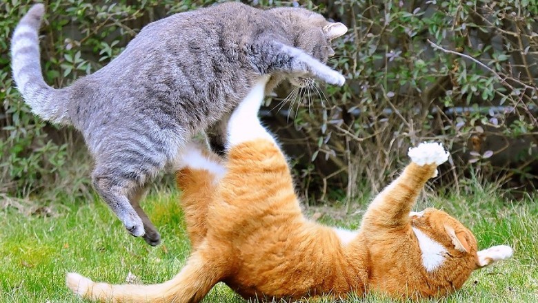 Hilarious Furry Shenanigans: Cats and Dogs Stealing the Show