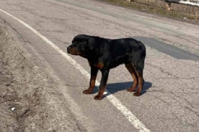 Rescued Rottweiler Finds Hope and a New Home with Community Support