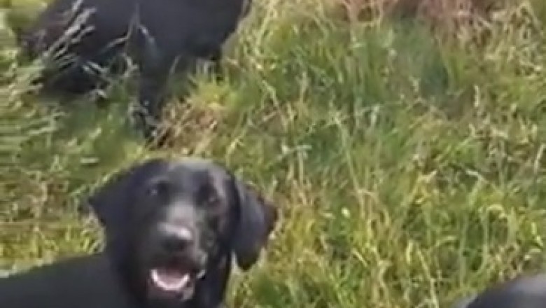 The Pawsome Wait: Dogs Eagerly Awaiting the Starting Whistle