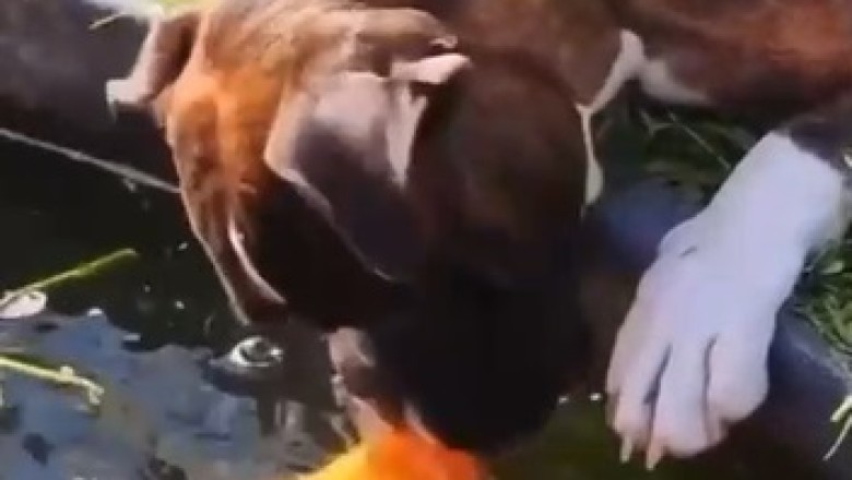 Unlikely Friendship: Heartwarming Video of a Dog Rescuing a Fish in the River!