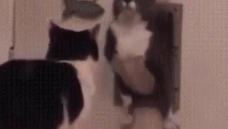 Wall Cat Chronicles: The Unexpected Home Invasion