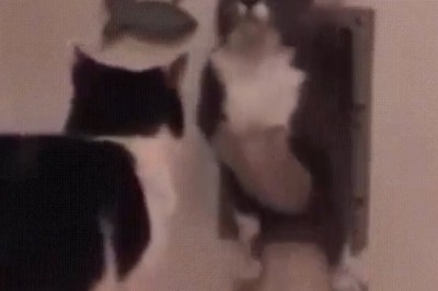 Wall Cat Chronicles: The Unexpected Home Invasion