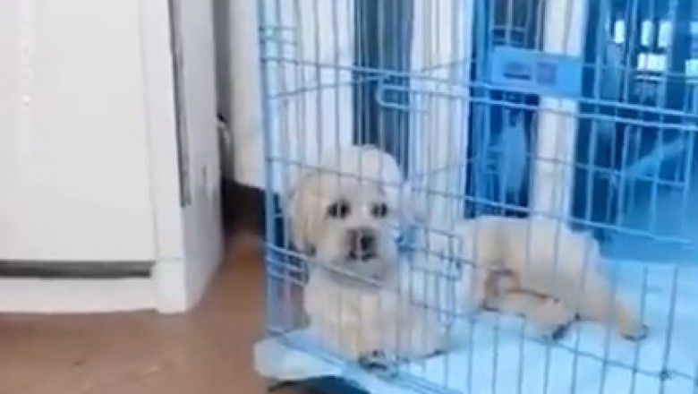 Canine Ingeniousness Unleashed: A Resourceful Pooch Harnesses the Power of the Wind!