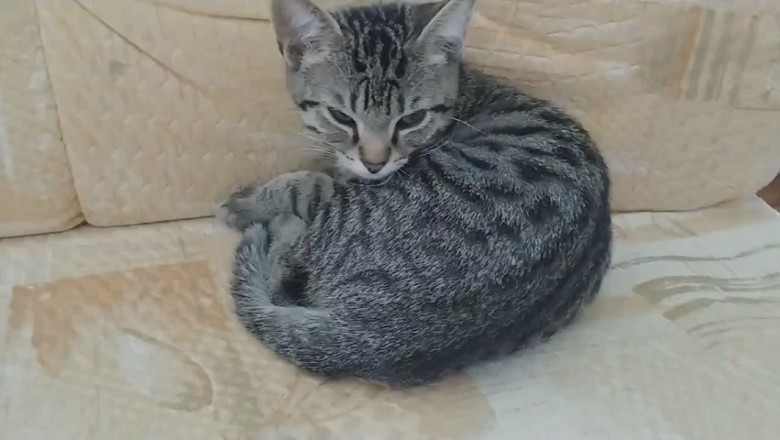 Feline Shenanigans: Cat's Hilarious Mission to Sabotage Sleep