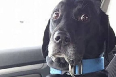 Heartwarming Moments of Pets Facing the Vet with Courage and Hilarity