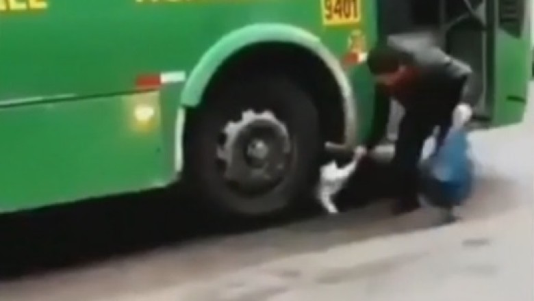 Hilarious Animal Antics: A Side-Splitting Compilation