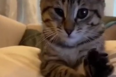 Musical Lullabies: Mesmerizing Melodies Elicit Cat's Content Yawn