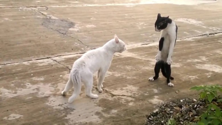 Hilarious Encounters: Dogs vs Cats - Funny Videos Compilation