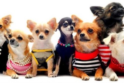 15 Best Dog Breeds for Apartment Living