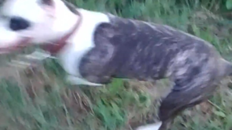 Adventurous Dog Embarks on Epic Countryside Expedition! Prepare for Unforgettable Moments!