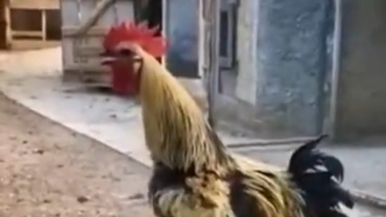 Cock-a-Doodle-Doo...Oops! Rooster Crows Until It Falls!