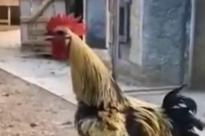 Cock-a-Doodle-Doo...Oops! Rooster Crows Until It Falls!