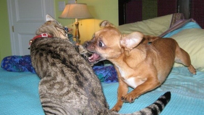 Hilarious Battle of Wits: Cats and Dogs Exchange Epic Jokes!