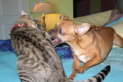 Hilarious Battle of Wits: Cats and Dogs Exchange Epic Jokes!
