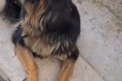 Hilarious Polite Dog Takes Playtime to a Whole New Level! Prepare for Cuteness Overload!