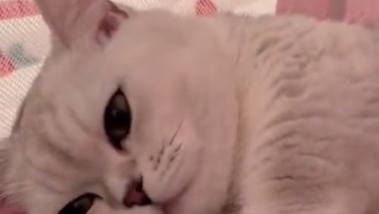 Purr-fectly Hilarious: Mother Cat and Son Create the Ultimate Paw-some Atmosphere!