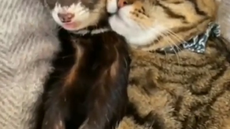 Unlikely Duo: Cat and Rare Animal Form Unbreakable Bond! Watch Their Hilarious Adventures Unfold!