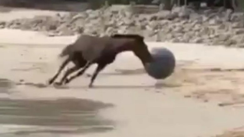 Unbelievable! Hilarious Horse Spotted at the Seashore - Ballerina or Ball Lover?