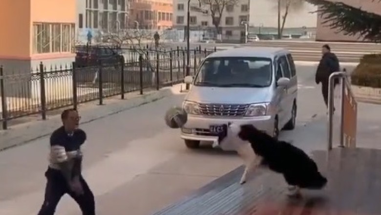 Unleashed Fun: Watch as Man and Dog Form an Unstoppable Team on the Volleyball Court!