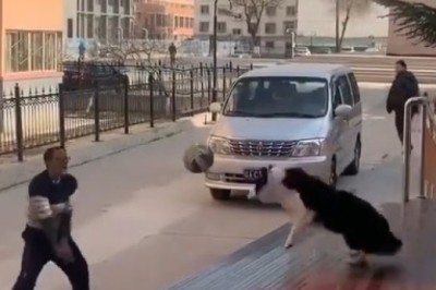 Unleashed Fun: Watch as Man and Dog Form an Unstoppable Team on the Volleyball Court!