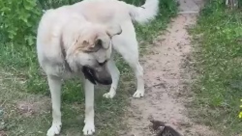 A Heartwarming Tale of Canine Compassion