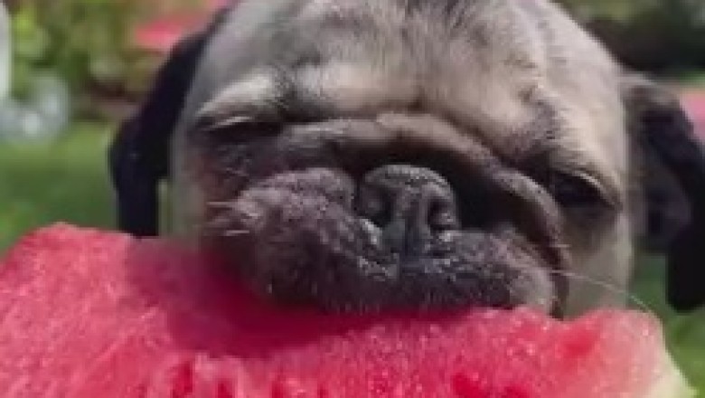 Delightful Delicacy: Small Dog's Watermelon Feast