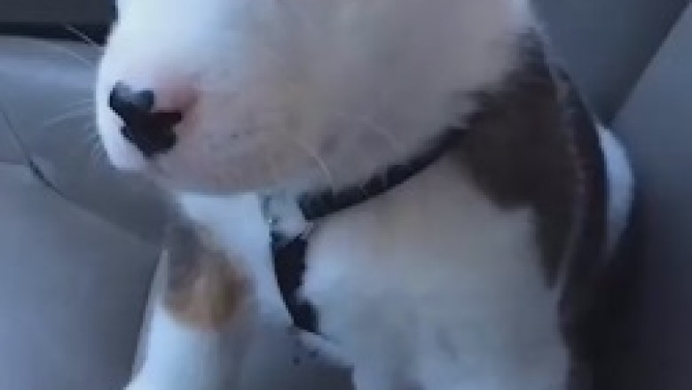 Hilarious Attempt: The Little Dog's Big Voice!