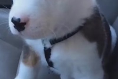 Hilarious Attempt: The Little Dog's Big Voice!