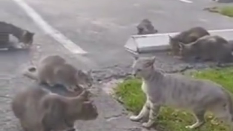 Hilarious Kitty Misadventures: When a Gang of Cats Takes Over the Street!
