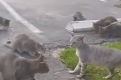 Hilarious Kitty Misadventures: When a Gang of Cats Takes Over the Street!