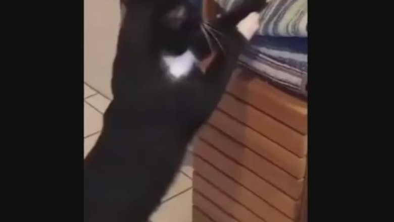 Laugh Out Loud: Cat's Closet Obsession