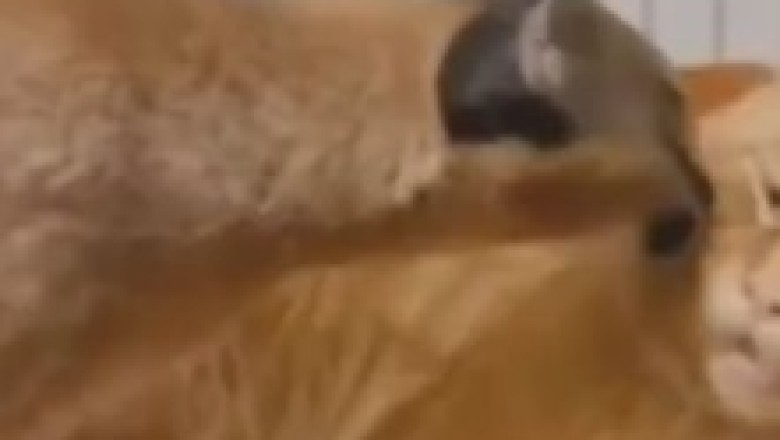 Revenge of the Fluffy Ninja: Cat Takes Down Annoying Intruders!