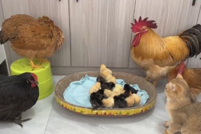 A Hilarious Barnyard Showdown: Rooster, Chicken Chicks, and Cat
