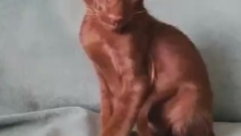 Basket Bonanza: The Curious Chronicles of a Cat and Their Obsession with the Strangest Baskets!