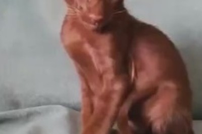 Basket Bonanza: The Curious Chronicles of a Cat and Their Obsession with the Strangest Baskets!