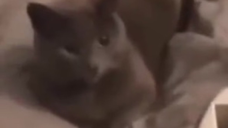 Cat-astrophe: When a Doodle Drives Kitty Crazy!