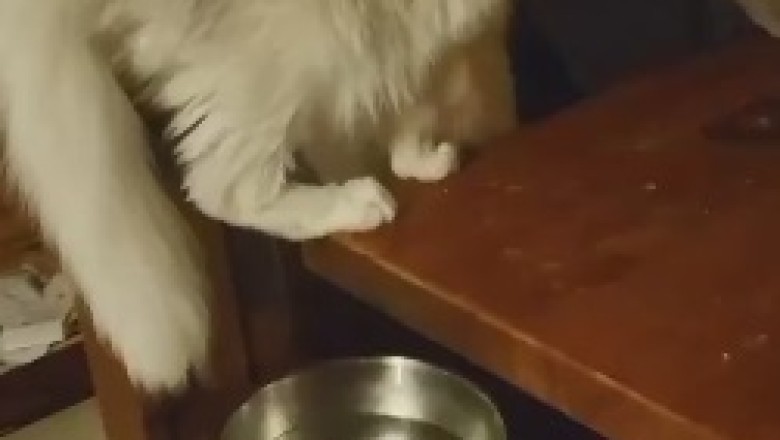 Cat-tastically Quirky Quenchers: Hilarious Cats and Their Unconventional Water-Drinking Techniques!