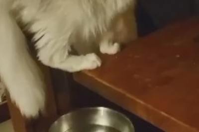 Cat-tastically Quirky Quenchers: Hilarious Cats and Their Unconventional Water-Drinking Techniques!