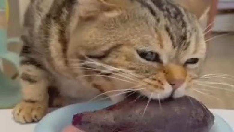 Cat vs. Beets: The Hilarious Battle of the Greedy Eater!