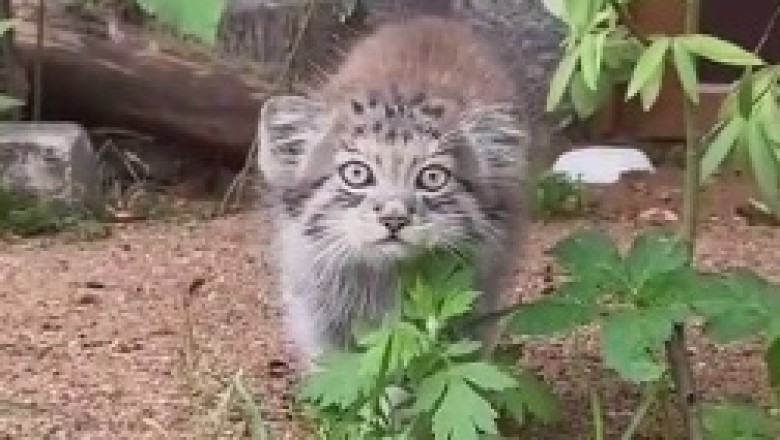 Cat vs. Camera: The Hilarious Wolf Encounter