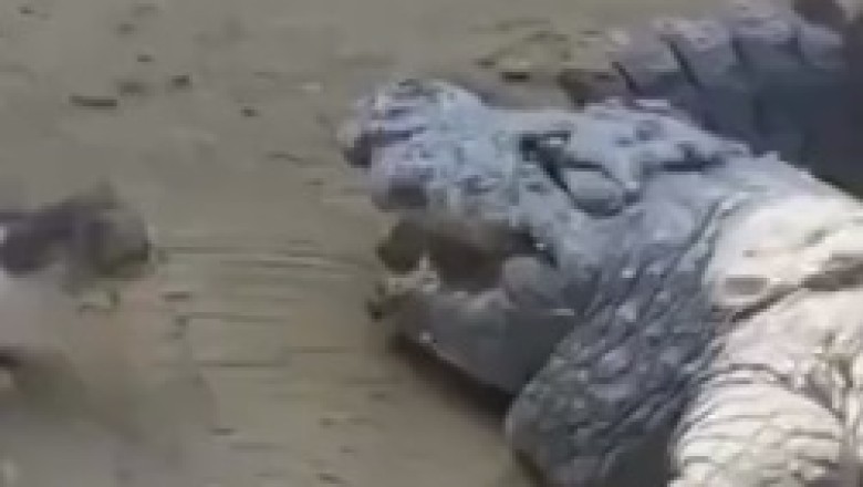 Cat vs. Crocodile: The Ultimate Meat Heist!