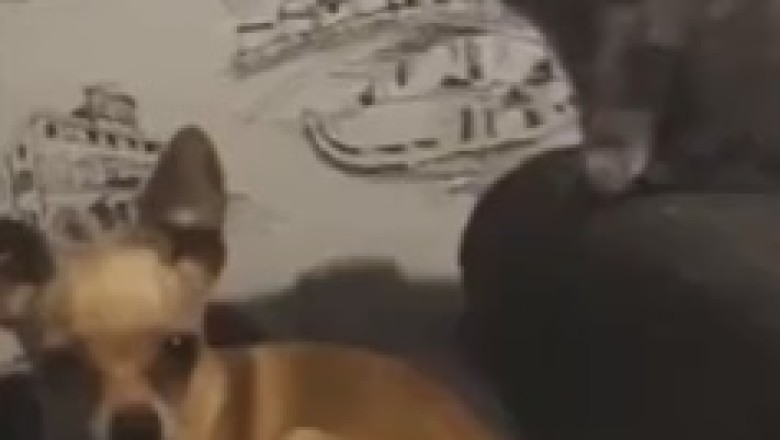 Cat vs. Dog: The Paw-some Smackdown!