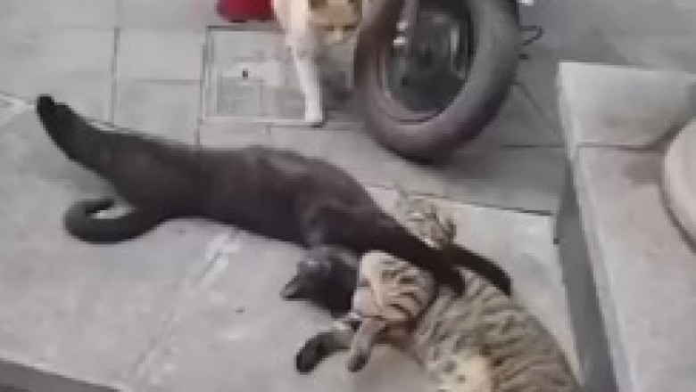 Cat Wars: The Hilarious Battle of the Feline Titans!