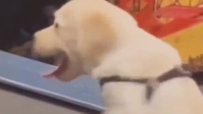 Dog vs Dog: The Battle for the Ultimate Sleeping Spot!