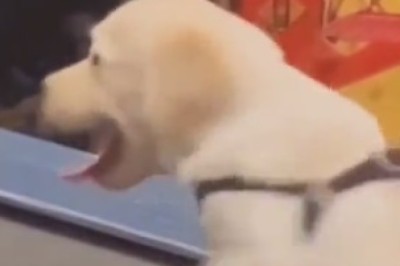 Dog vs Dog: The Battle for the Ultimate Sleeping Spot!