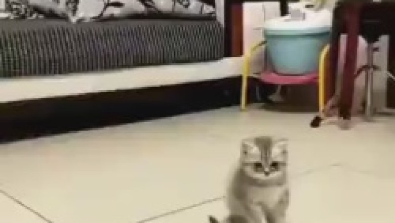 Double the Cuteness, Double the Hilarity: A Rib-Tickling Adventure with Two Kittens at Play!