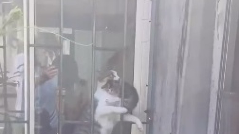 Double Trouble: Hilarious Hijinks of Two Mischievous Cats!