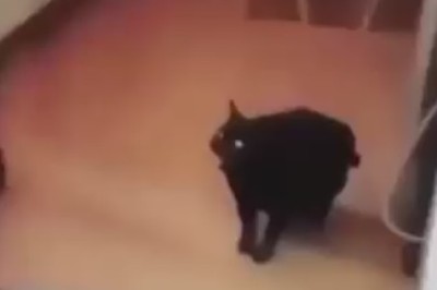 Eyes of Kitty Mischief: The Piercing Gazes of a Black Cat