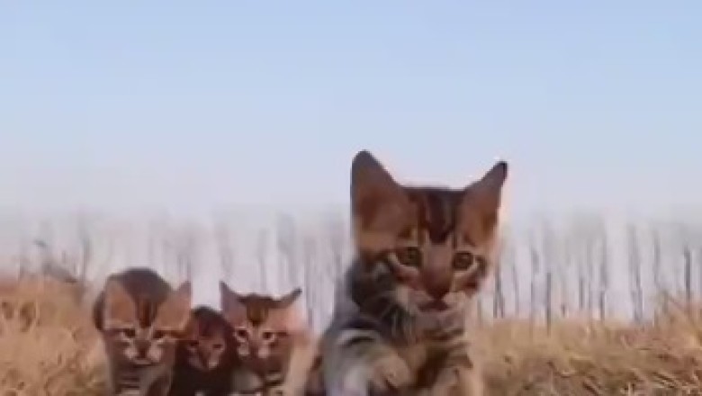 Feline Frenzy: When Cats Take Over Cinematography and Hit the Ground Running (Literally)!