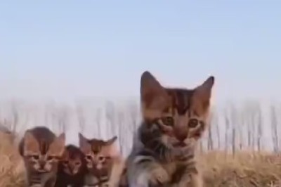 Feline Frenzy: When Cats Take Over Cinematography and Hit the Ground Running (Literally)!